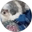 Ian Roberts profile picture